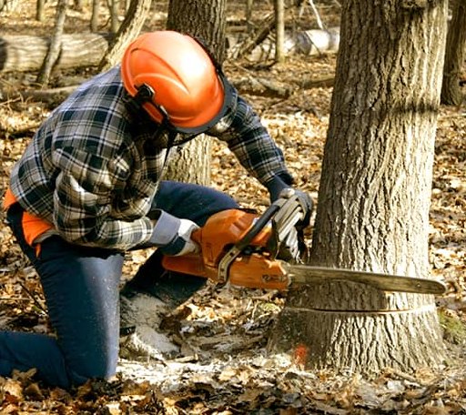 Tree Removal in Wesley, AR